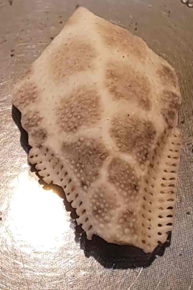 Brissus unicolor?